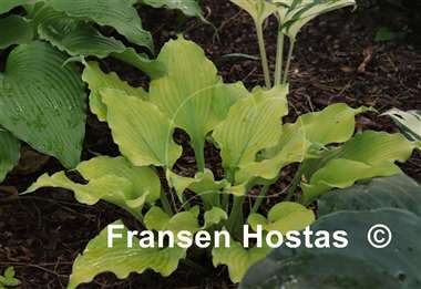 Hosta Frilly Fantasy